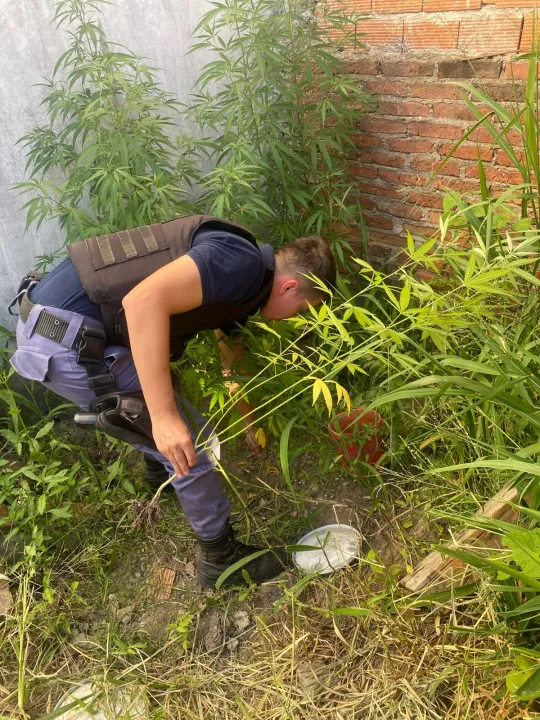 Secuestro de plantines de marihuana 