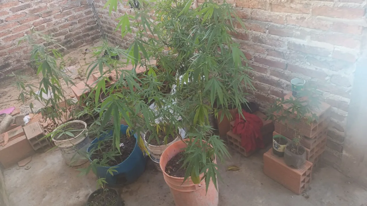 Secuestro de plantines de marihuana 