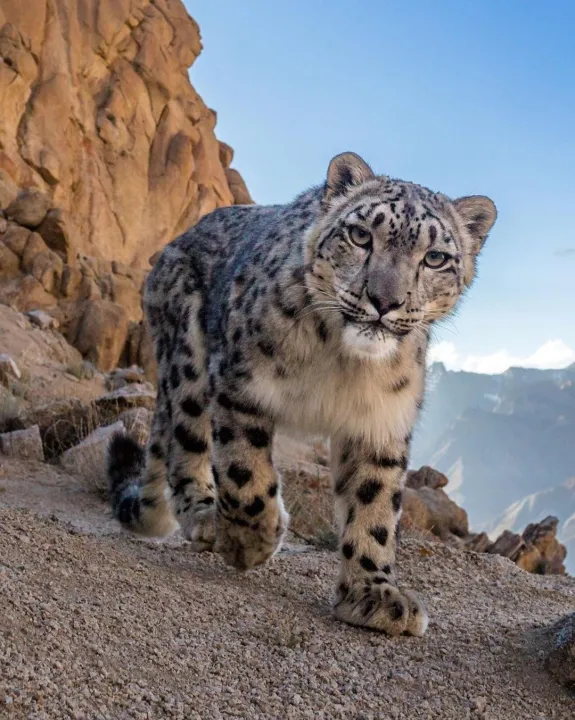 leopardo de las nieves