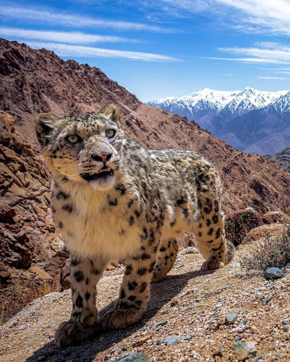 leopardo de las nieves