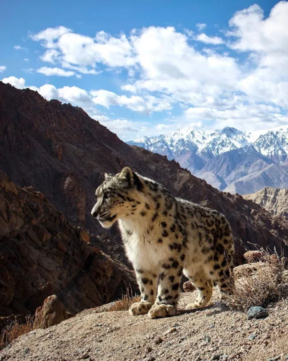 leopardo de las nieves